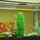 Fishtank